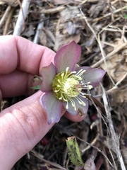 Helleborus purpurascens