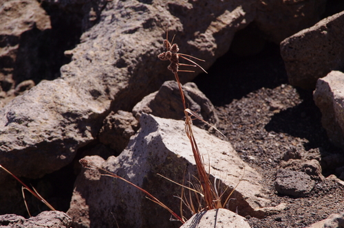 Image of Luzula hawaiiensis by (c) Eric Knight, some rights reserved (CC BY)