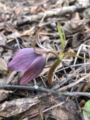 Helleborus purpurascens