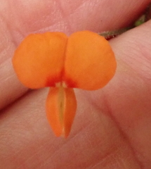 Hylodesmum repandum