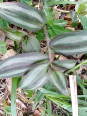 Tradescantia zebrina