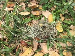 Tillandsia recurvata