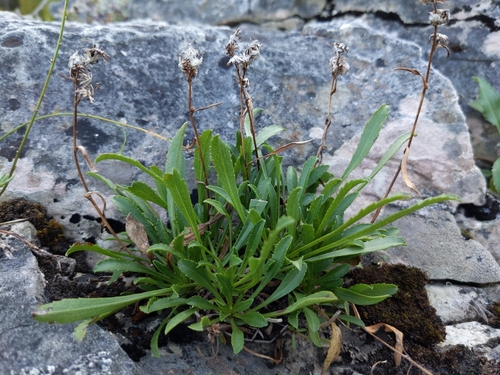 Image of Solidago ontarioensis by (c) Tyler Smith, some rights reserved (CC BY-SA)