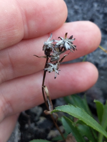 Image of Solidago ontarioensis by (c) Tyler Smith, some rights reserved (CC BY-SA)