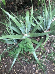 Aloe vera