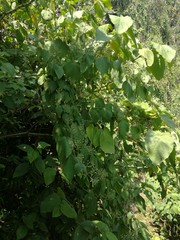 Bartlettina oresbia