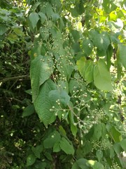 Bartlettina oresbia