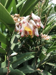 Alpinia nutans