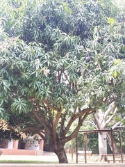 Mangifera indica