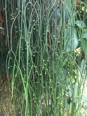 Rhipsalis