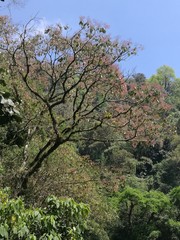 Heliocarpus americanus
