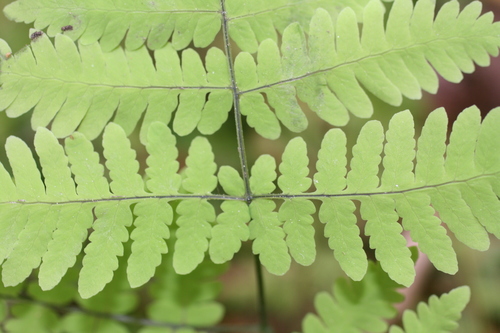 northern oak fern