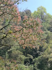 Heliocarpus americanus