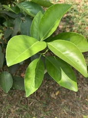 Magnoliopsida
