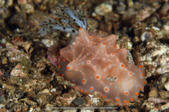 Halgerda batangas