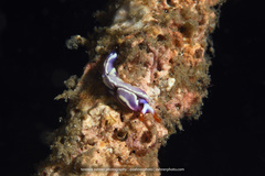 Thuridilla albopustulosa