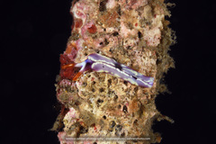 Thuridilla albopustulosa