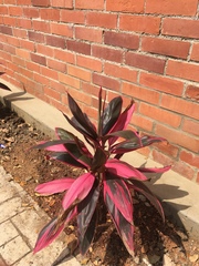 Cordyline fruticosa