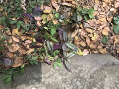 Tradescantia zebrina