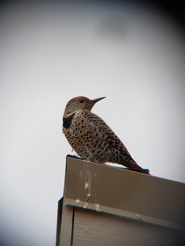 iNaturalist observation photo of Northern Flicker