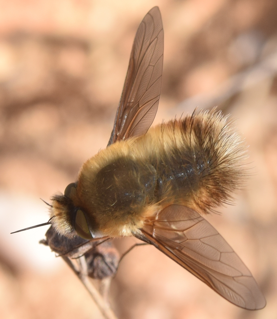 Anastoechus andalusiacus