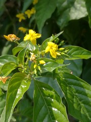 Deppea grandiflora