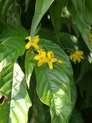 Deppea grandiflora