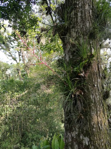 Tillandsia kirchhoffiana, photograph 6