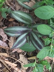 Tradescantia zebrina
