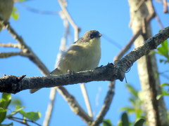 Microspingus melanoleucus