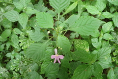 Impatiens hochstetteri
