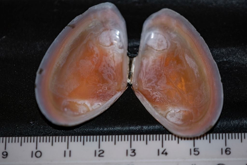 Eurytellina tayloriana