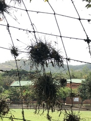 Tillandsia recurvata