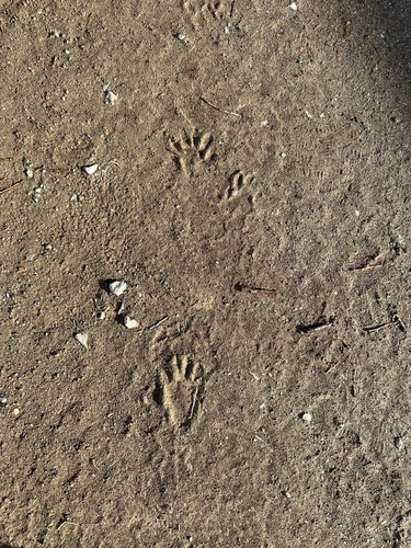 iNaturalist observation photo of Common Raccoon