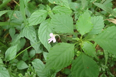 Impatiens hochstetteri