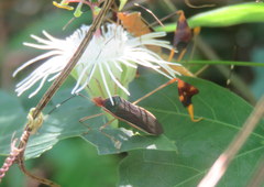 Anisoscelis foliaceus