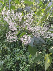 Peteravenia schultzii