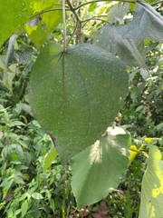 Peteravenia schultzii