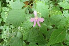 Impatiens hochstetteri