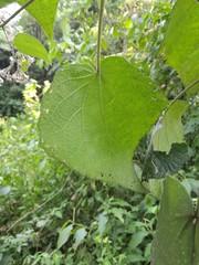 Peteravenia schultzii