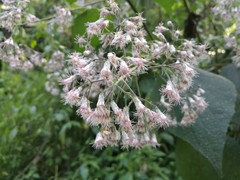 Peteravenia schultzii