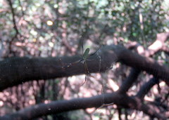Trichonephila clavipes