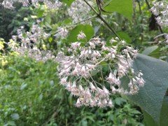 Peteravenia schultzii