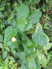 Callianthe purpusii