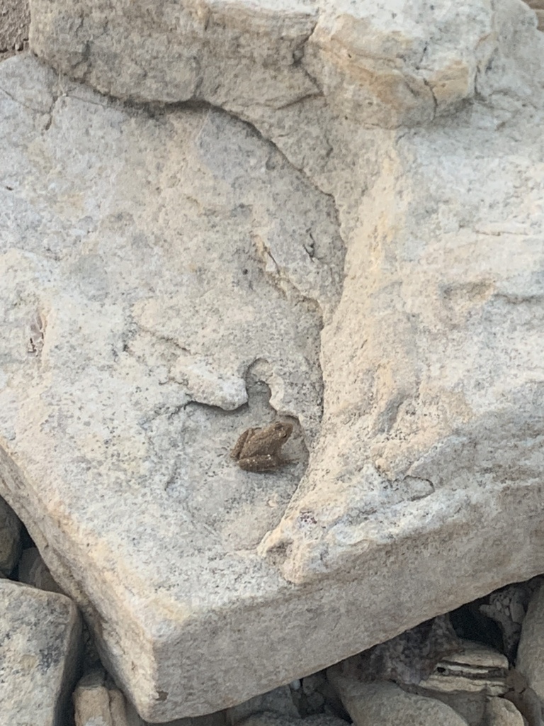 Blanchard's Cricket Frog from Waco Lake, Waco, TX, US on September 30