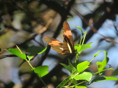 Heliconius erato phyllis