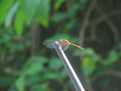 Orthemis ambinigra