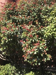 Photinia