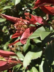 Photinia