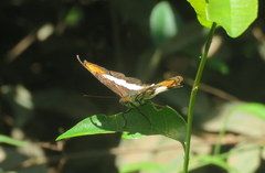 Adelpha zea